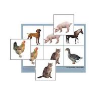 Лото "Домашние животные" (4 планшета, 24 карт., цвет., ламинир.)